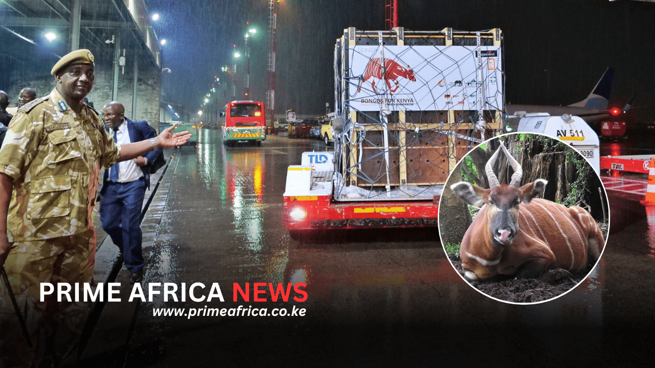 Kenya Marks Major Conservation Milestone with Return of Critically Endangered Mountain Bongos