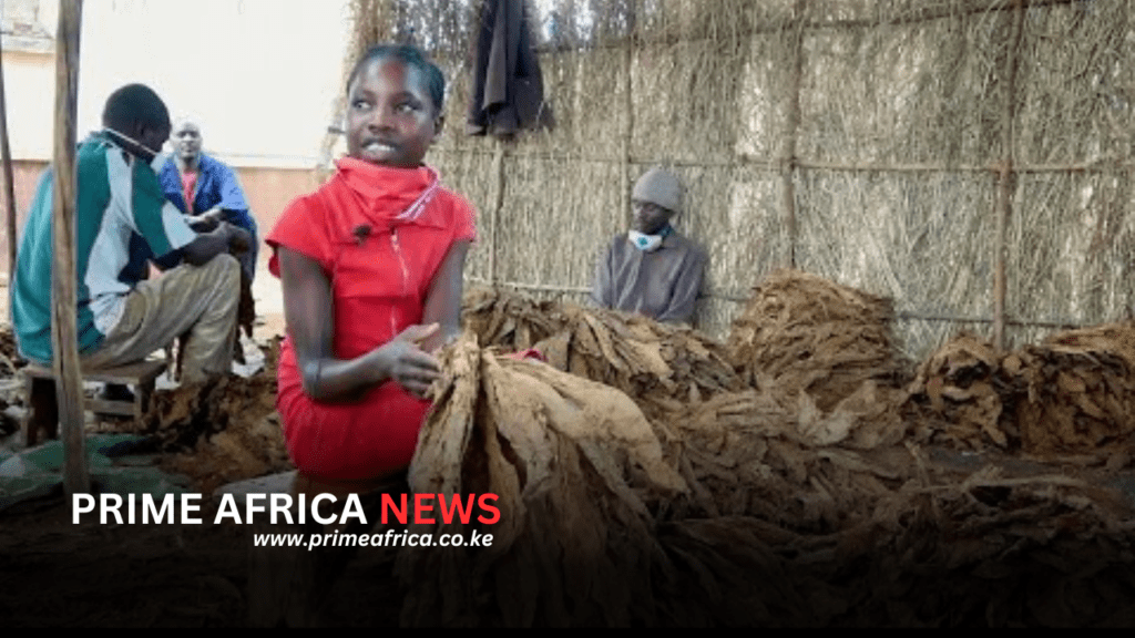 Zambia Pushes Back Against Tobacco Burden with Tough New Law in a Landmark Tobacco Control Bill