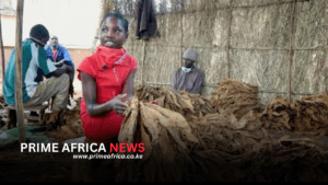 Zambia Pushes Back Against Tobacco Burden with Tough New Law in a Landmark Tobacco Control Bill