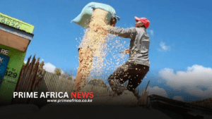 Kenya Weighs Duty-Free Maize Imports as Production Falls to Seven-Year Low